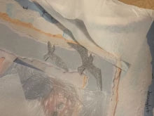 Taylor Swift – 1989 (Taylor’s Version) Embossed Seagull Poster