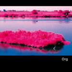 Organ Language : Organ Language EP1 (12")